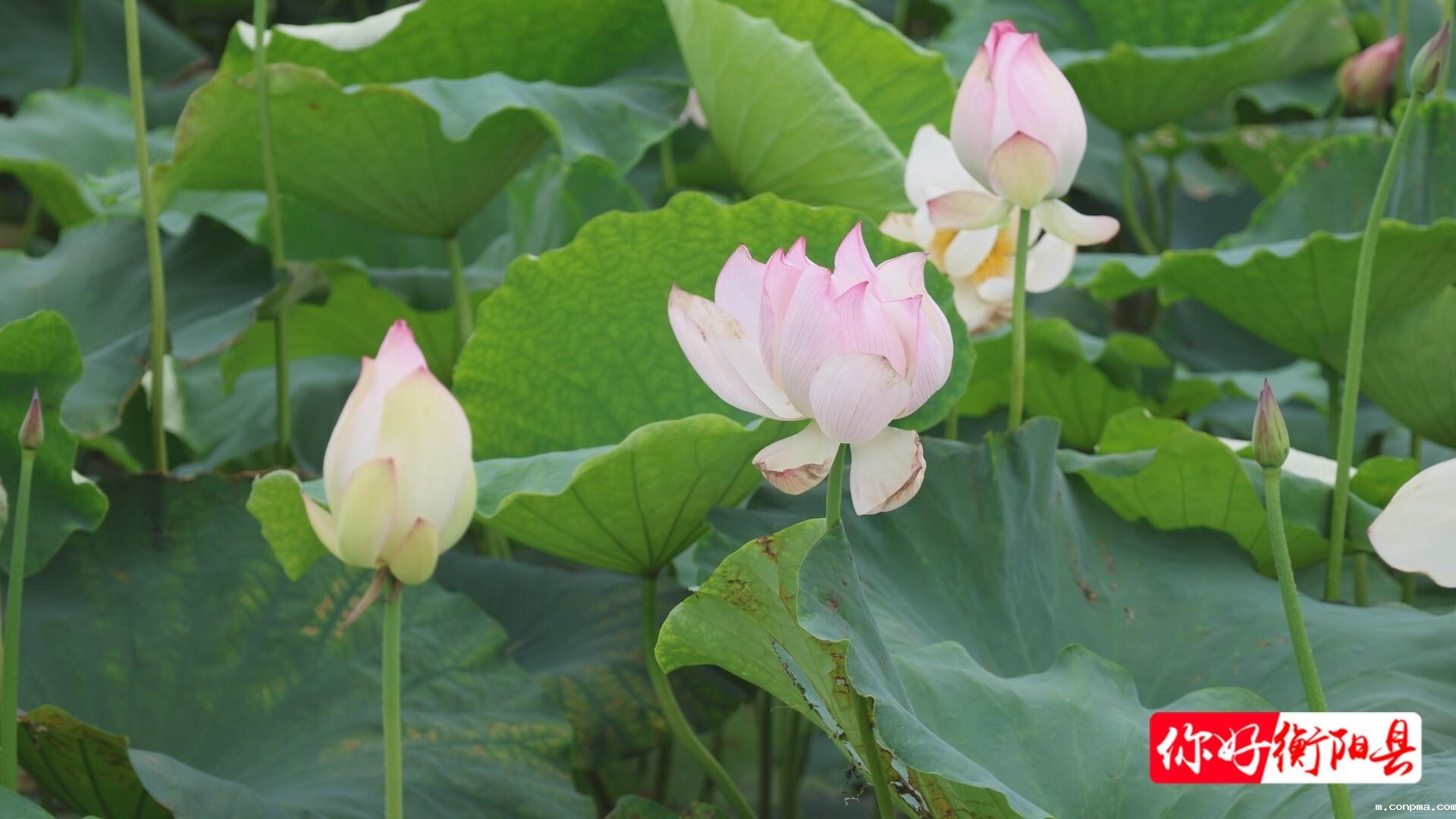 c82d444819b6b065cb00a91504071f97fe801e811750645210235