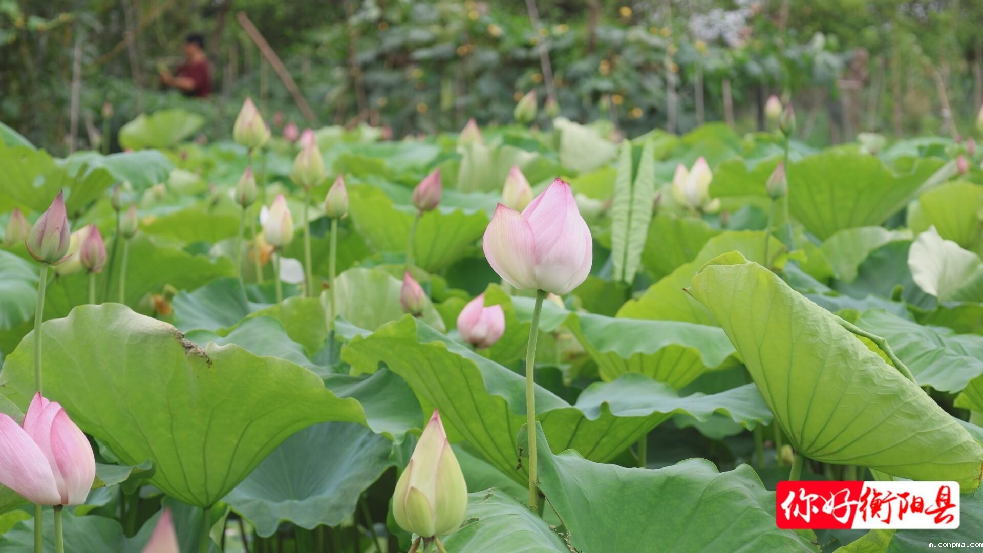 3e3d36ce6deeecd808e60151d5764c987e596fa81750645210265